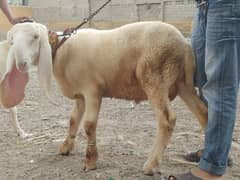 Sheep Gulabi Dumba for qurbani