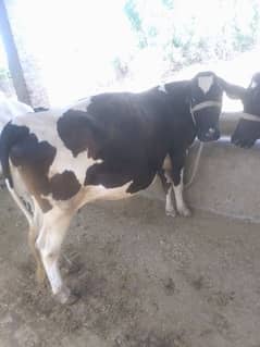 cow for milk