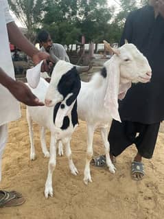 goat and cows