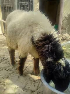 sheep /chatra 6 month