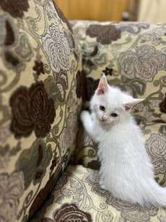 Persian Kitten Double Coat Odd eyes