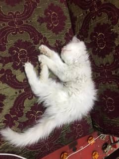 persian cat kitten white