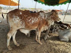 Get your Qurbani cow at a meagre price from 900 per KG (Only few left)