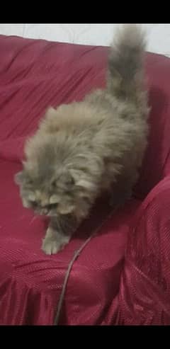 long coated persion cat female