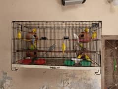 Australian Parrots 350 Per Piece