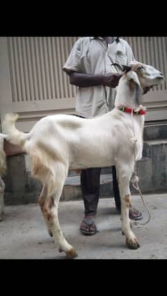 9 Bakra | Bakra | Quarbani bakra | goat | goat for sale | bakra 2 dant