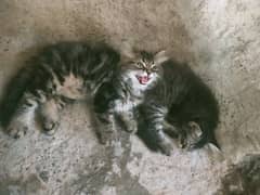 pure Persian kittens grye clr grey hi eyes. bath trainer