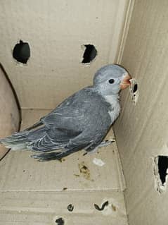 Grey Ringneck Covered chick