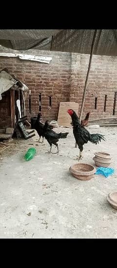 aseel vait and Thai barmi chicks for sale