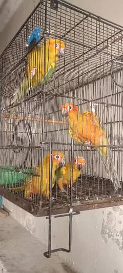 Sun Conure 2 young pair without DNA