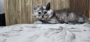 Persian tripple coat kittens of 60days for sale. Parents are vaccinated