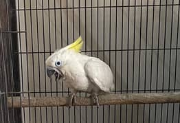 triton Cockatoo baby