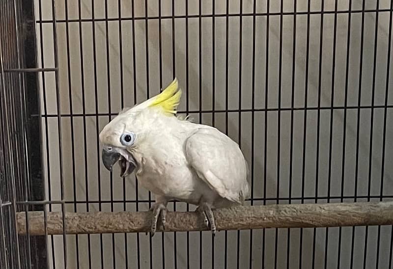 triton Cockatoo baby 0