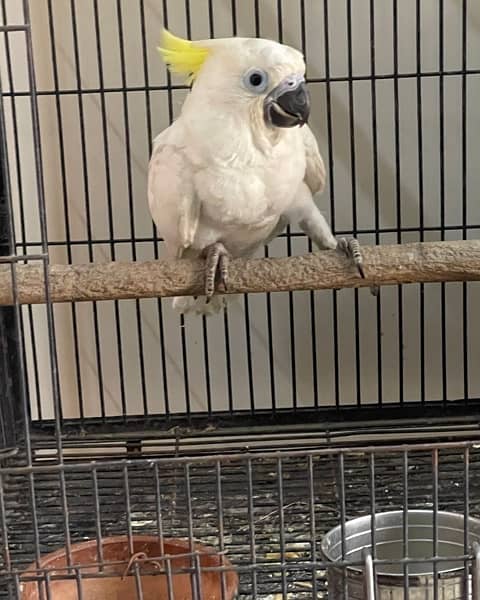 triton Cockatoo baby 1