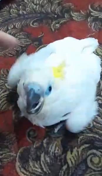 triton Cockatoo baby 2