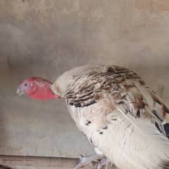 Turkey Bird/Pair of Turkey Bird/Turkey/Turkey Bird for Sale