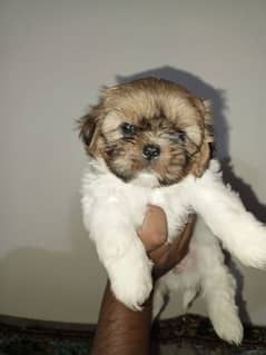shihtzu pair available for new home