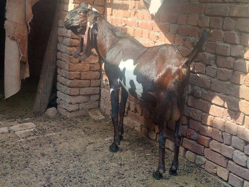 Goat | Nagra bakra | desi Bakra | bakra | goat for sale | 0