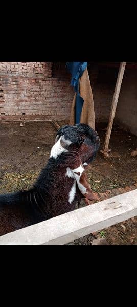 Goat | Nagra bakra | desi Bakra | bakra | goat for sale | 1