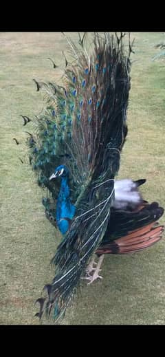 Black shoulder peacock breeding pair