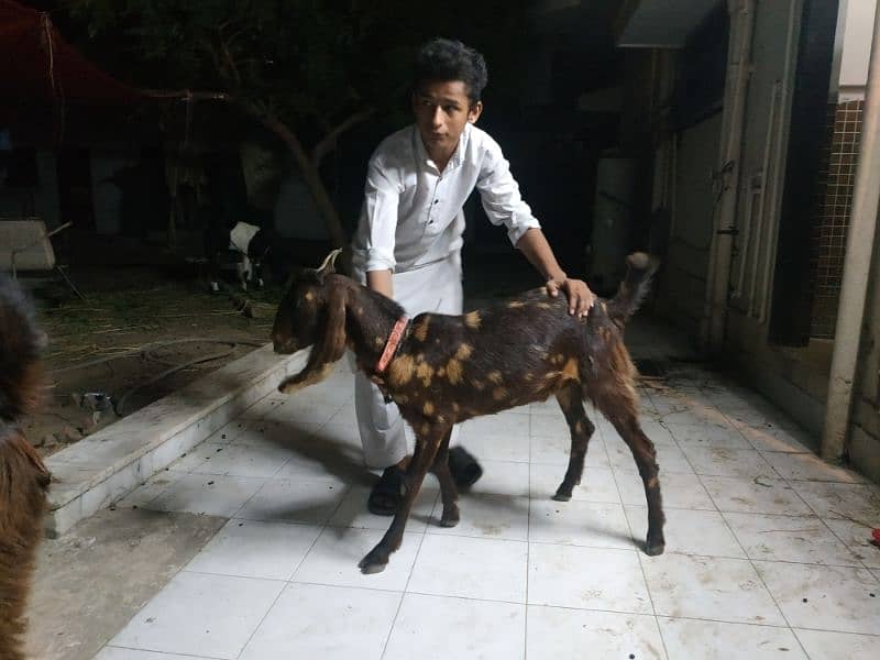 6 Khassi Bakra Eid ul Azha Qurbani 1