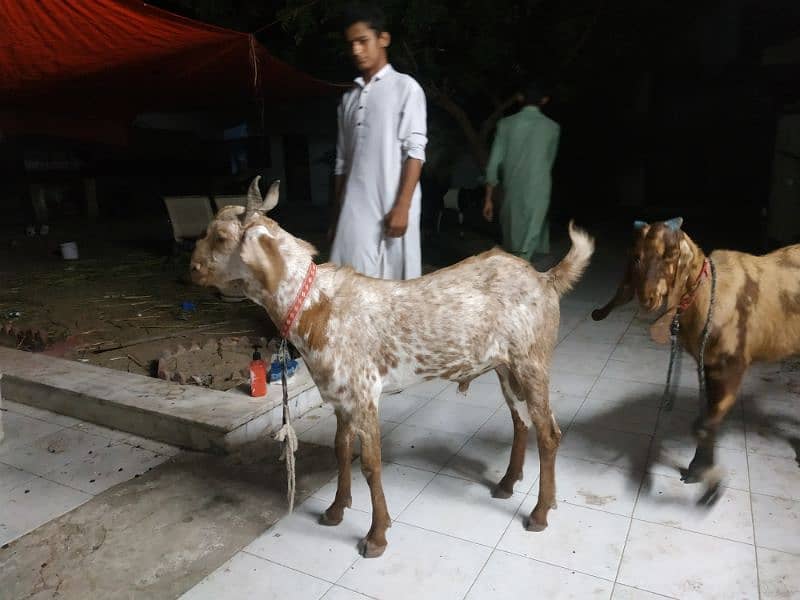 6 Khassi Bakra Eid ul Azha Qurbani 3