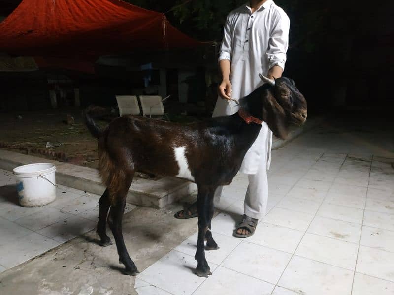 6 Khassi Bakra Eid ul Azha Qurbani 4