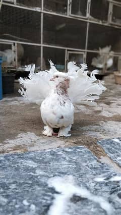 Amarican laka breader pigeon