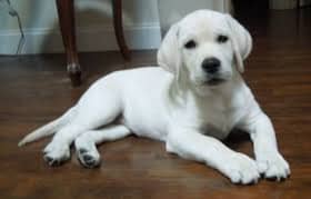 pure breed Labrador puppy for urgent sale