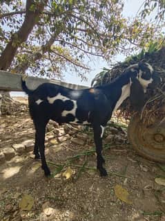 Male Qurbani goat (Bakra ) for sale