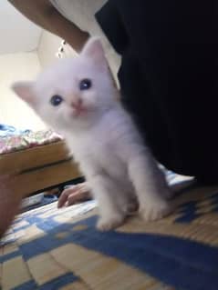 Persian kitten age 2 months