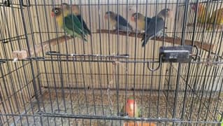 Love birds for sale