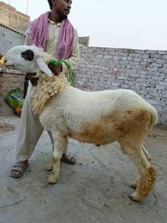 kajla /goat for sale / bakra for sale/sheep/chahtra 2 Weight 100+