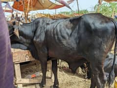 Qurbani Cows