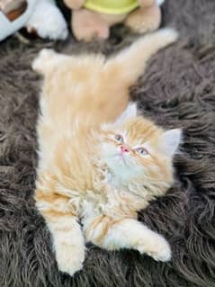 Persian Ginger Fawn And Tebby Male Kittens Available Now