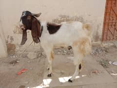 Qurbani bakra for sale | Goat for sale | Goat Qurbani | Bakra eid 2024
