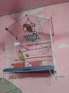 pineapple conure breader  pair with hand train with cage and in item