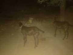 2 Male goats for qurbani