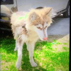 Siberian Husky | husky dog for sale | dog puppy | female dog