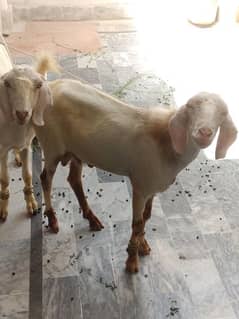 bakra 2 dant for sale healthy and Active