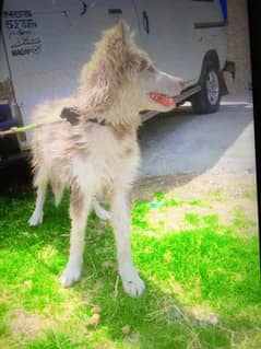 Siberian Husky | husky dog for sale | dog puppy | female dog
