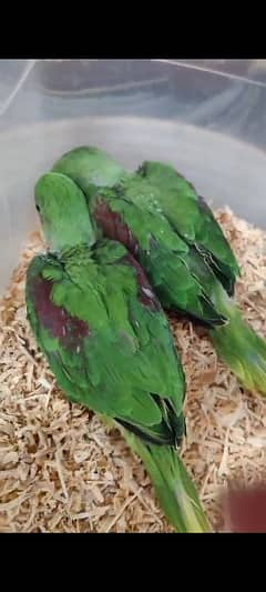 Kashmiri Pahari parrot chicks available