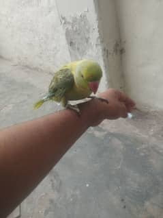 green ringneck yellow cross male for sale face to face talking karta
