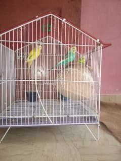 Parrot & cage For Salle !!
