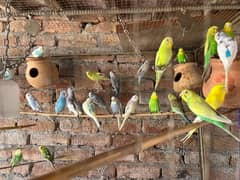 australian parrots 03075002555