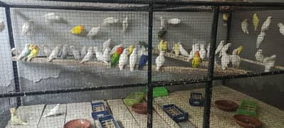 selling my lovebirds pathay and breeder  pairs
