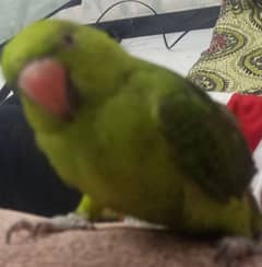 Green parrot mitho