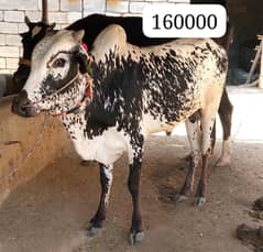 Best Qurbani Bulls | Cow | wacha | Janwar | wehra | Desi cow