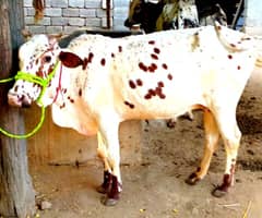 Cow/bulls/camels/goats for qurbani