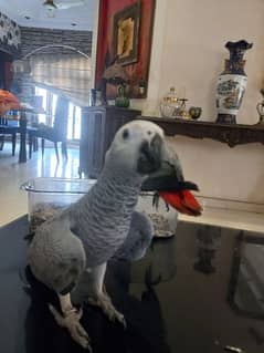 grey parrot congo self chicks